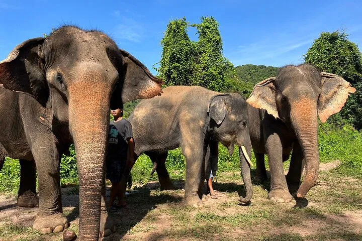 Phuket's Cultural Gems & Gentle Giants: A 3-in-1 Adventure
