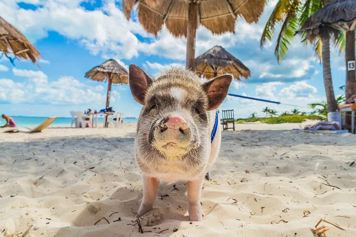 Discover Pig Island & Koh Tan: A Speedboat Adventure