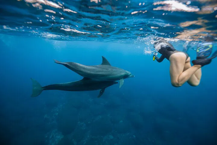 Oahu: Swim with Dolphins & Turtles (Semi-Private Tour)