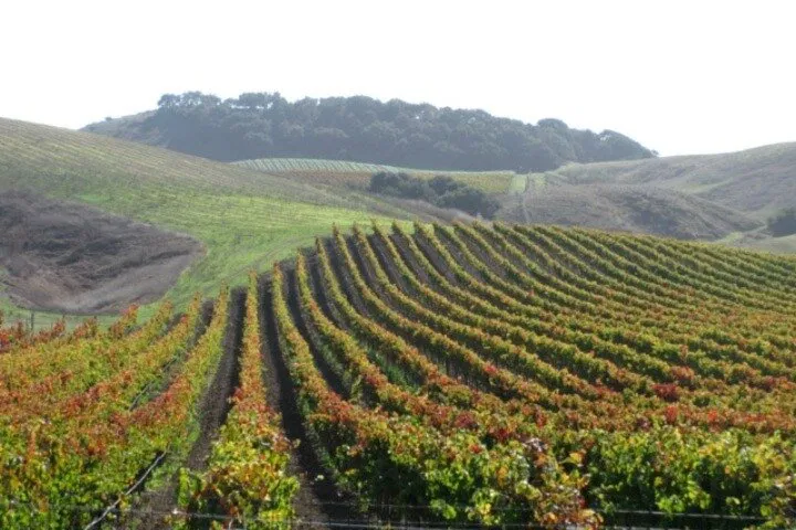 Santa Ynez Valley Wine Tour: Taste & Discover!