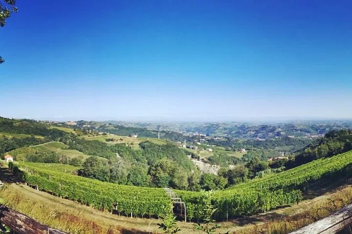 Uncork Piedmont: A Winemaker's Exclusive Barolo & Barbaresco Tour from Milan