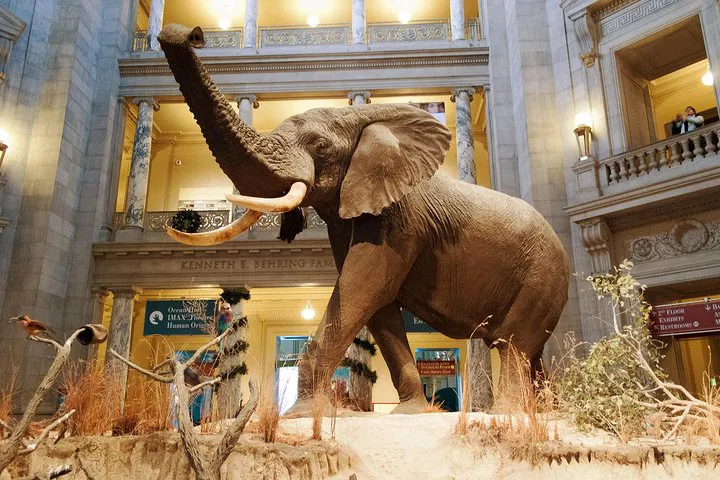 Unlock the Smithsonian's Secrets: A Guided Natural History Adventure