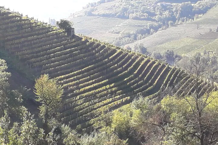 Piedmont Winery Tour: Taste Local Wines & See Vineyards