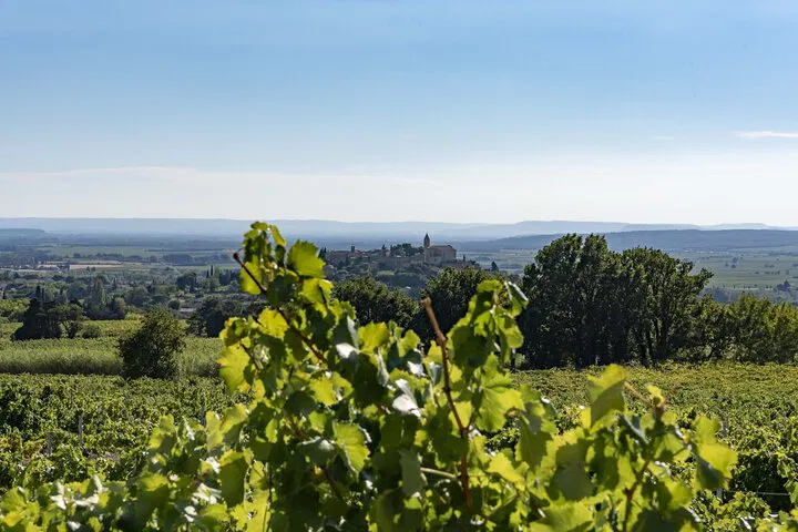 Unveiling Avignon's Terroir: A Wine Estate Discovery & Tasting