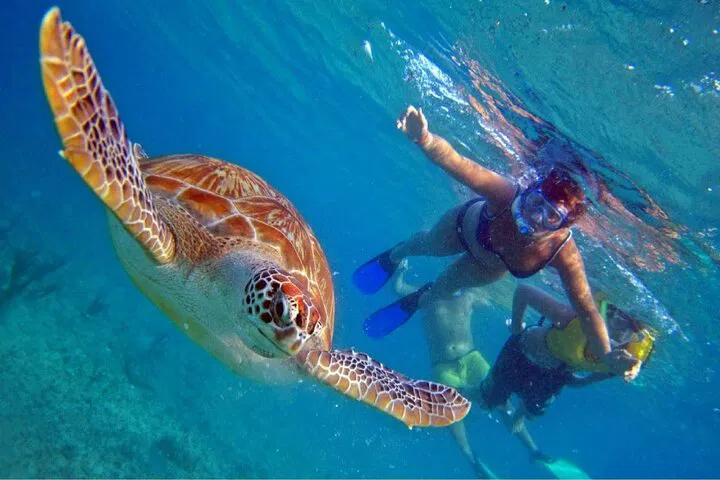 Oahu's North Shore: Turtle Snorkel & Circle Island Tour