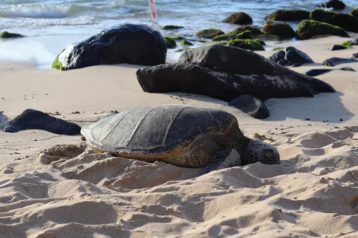 Oahu's Hidden Gems: Circle Island Snorkel & Turtle Adventure