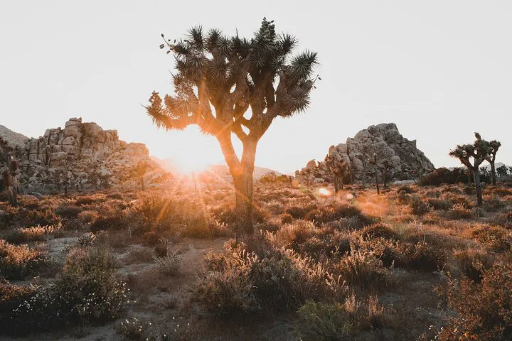 Sunrise Spectacle: Private Hike Through Joshua Tree's Desert Beauty