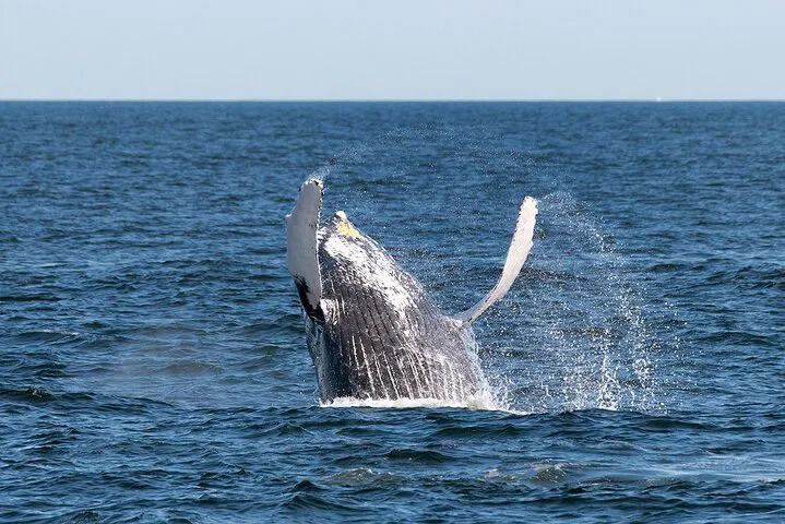 Seastreak NYC Whale Watching: A Majestic Marine Adventure!