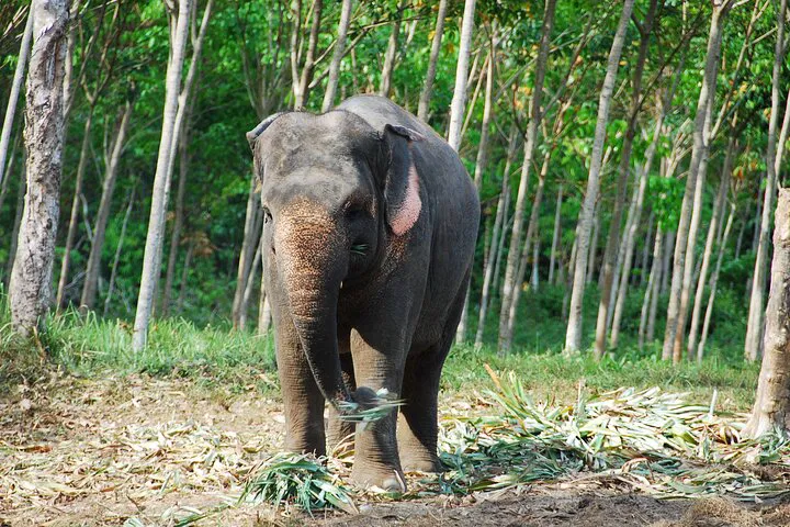 Krabi Elephant Sanctuary & Emerald Pool Adventure