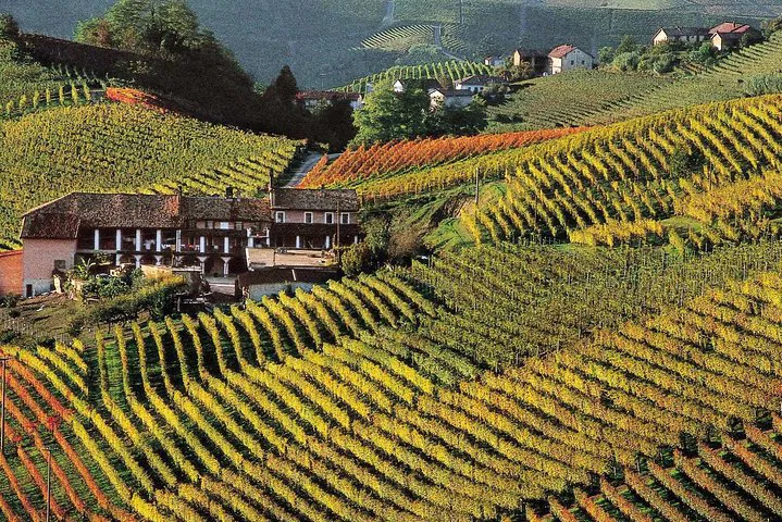 Langhe Wine Tour from Turin: Taste Piedmont's Best!