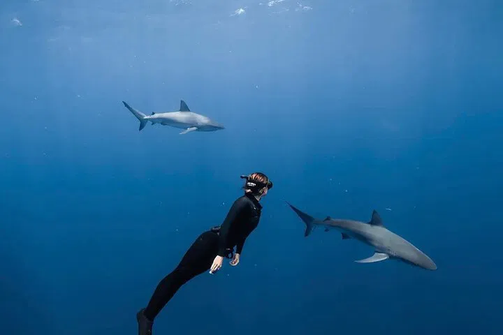 Oahu's Underwater Thrill: Shark Diving and Snorkeling Adventure