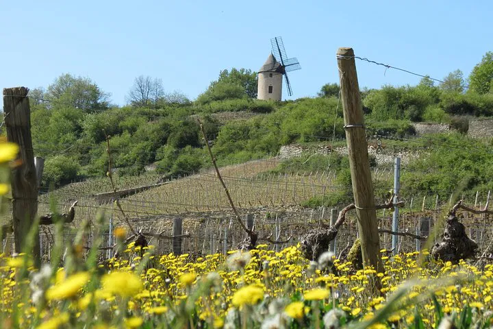 Burgundy Wine Region: A Luxurious Private Tour from Paris