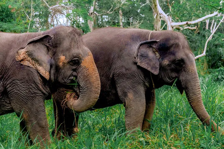 Phuket Ethical Elephant Tour: A Day of Compassion and Cuisine