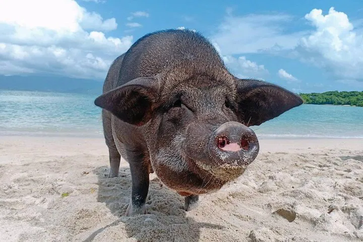 Island Escapade: Snorkel, Kayak & Piggy Fun in Koh Samui!