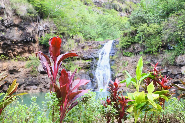 Swim Waimea Falls & Dole Tour: Oahu's Best Day!