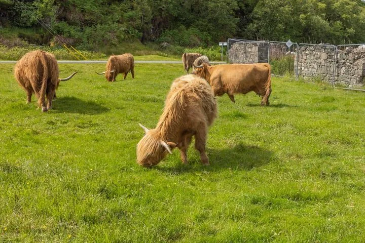 Discovering Scottish Highlands: A Wild West Coast Adventure to Skye