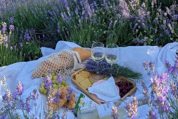 Provence Lavender Fields & Villages: Car Tour with Guide