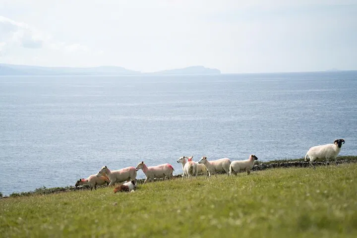 Dingle Sheepdog Show: Farm Visit & History Tour