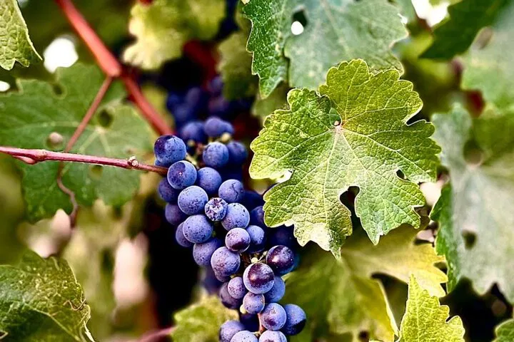 Unforgettable Guadalupe Valley Wine Route: A Personalized Private Tour