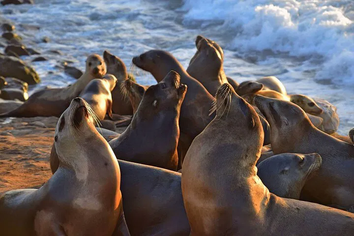 Discover La Jolla's Coastal Charms: A Walking Tour Adventure
