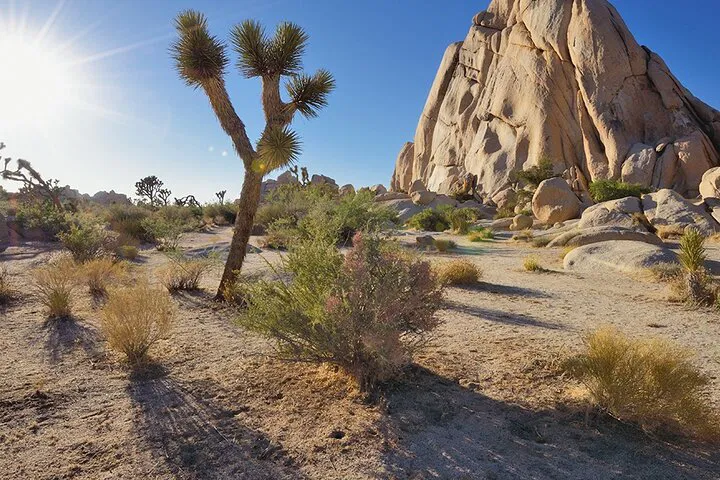 Joshua Tree National Park: A Luxurious Private Day Trip from San Diego