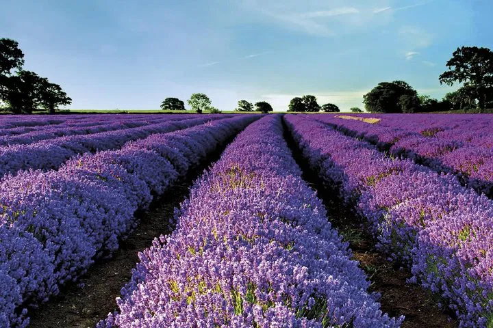 Stress-Free Transfer: Avignon to Marseille Airport Private Ride