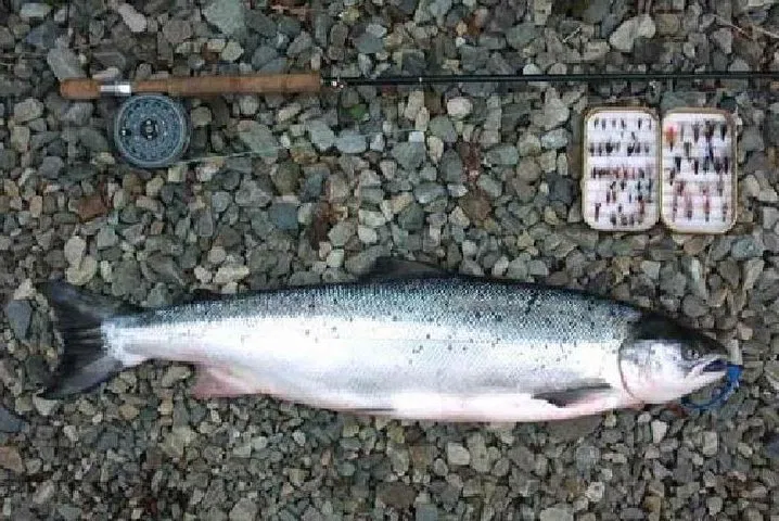 Connemara Salmon & Trout Fishing: Guided Irish Adventure