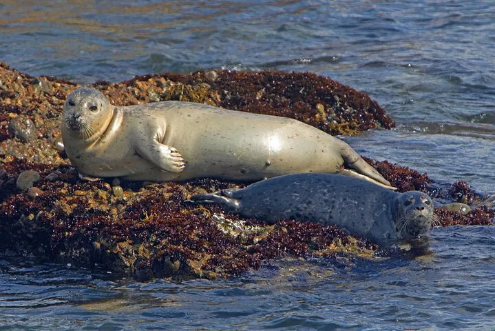 NYC's Winter Wildlife Spectacle: Seals & History Boat Tour