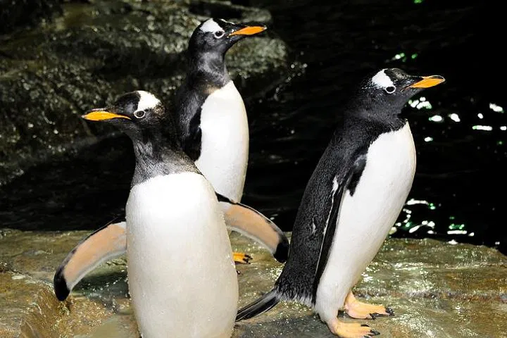 Wild Encounters Await: Central Park Zoo Adventure with 4D Fun!