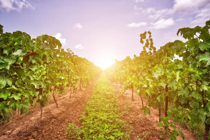 Uncork Niagara: A Private Wine Tour Through USA's Hidden Vineyards