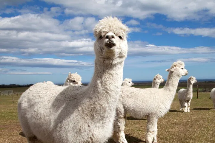 Unforgettable Scottish Wildlife Adventure: Alpaca Treks & Highland Cow Encounters!