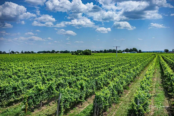 Niagara's Decadent Duo: Wine & Chocolate Private Tour