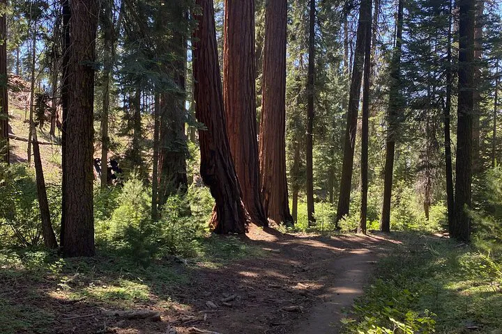 Kings Canyon Day Trip: See Giants in Comfort!