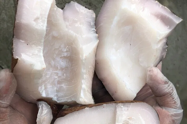 Unveiling Seychelles' Secret: A Coco de Mer Factory Tour