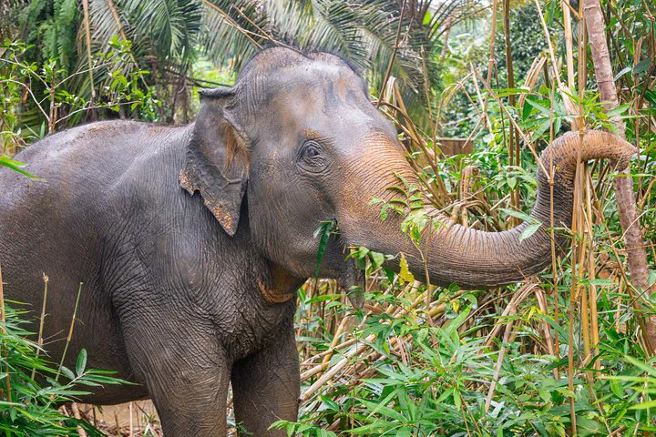 Gentle Giants: A Khao Lak Ethical Elephant Encounter