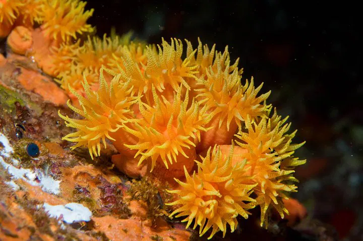 Maui Night Scuba Dive: See Eels & Octopus!