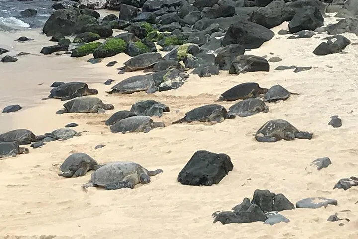 Maui's Jungle Jewel: A Private Road to Hana Turtle Paradise