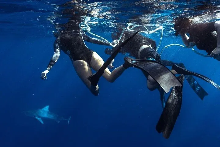 Oahu Shark Dive: Private Charter - No Cage!