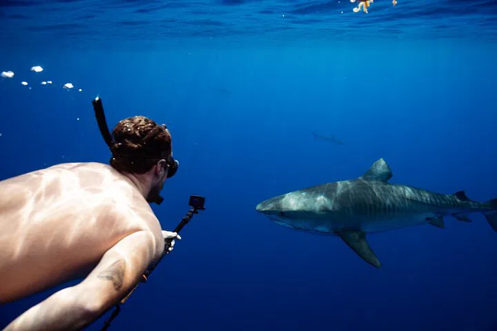 Oahu's Thrilling Shark Dive: Snorkel with Hawaii's Sharks!