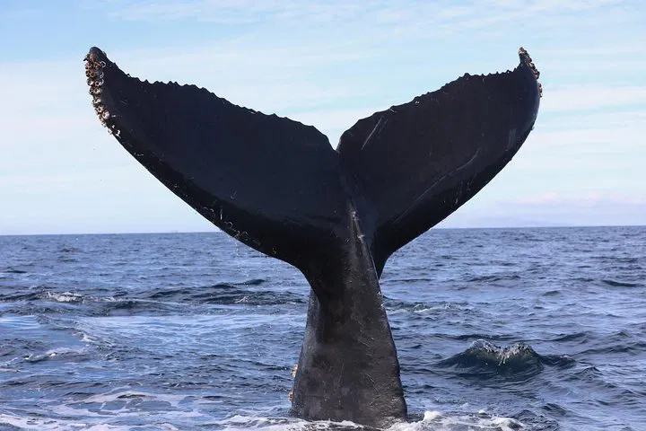 Newport Beach Whale & Dolphin Watch: Private 2-Hour Tour