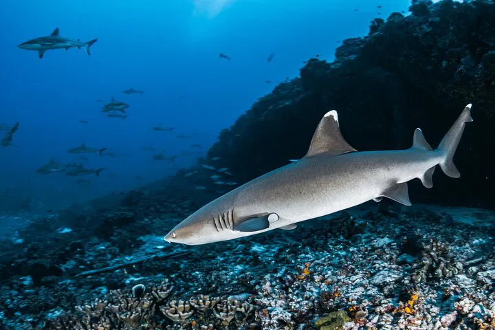 Maui Shark Snorkel: Swim with Sharks & Turtles!