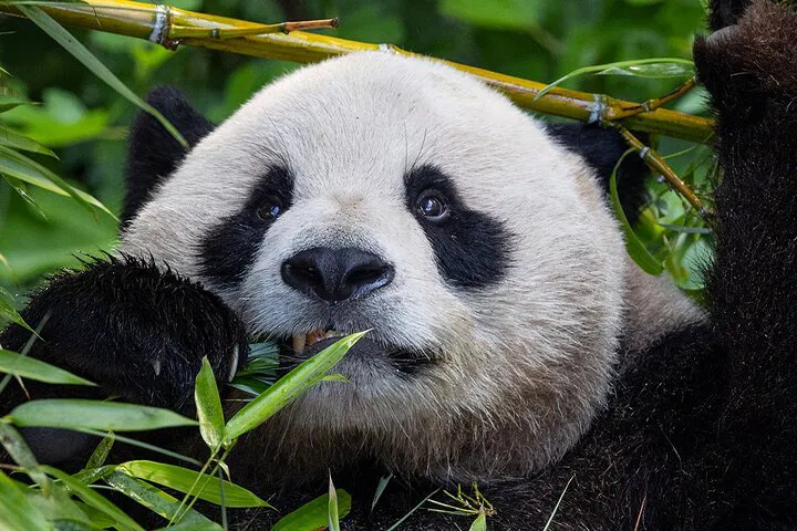 San Diego Zoo Ticket: Skip the Line & Explore!