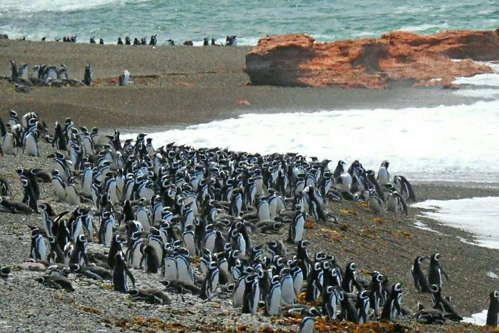 Ushuaia's Penguin Paradise: Beagle Channel Adventure!