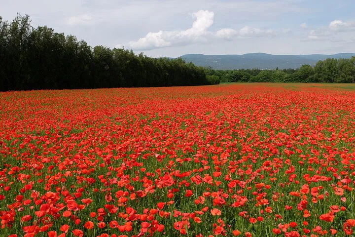 Unlock Provence: A Personalized Full-Day Tour from Avignon