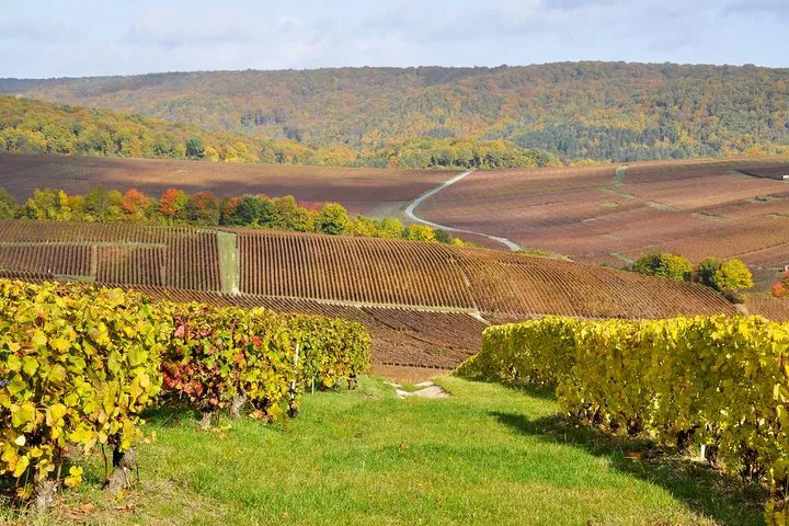 Champagne Tour: Top House & Family Winery Tasting