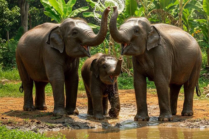 Patong Elephant Sanctuary: Ethical Forest Walk & Transfer