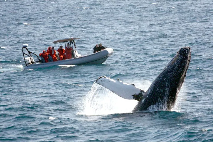 San Diego Whale & Dolphin Safari: An Intimate Ocean Adventure