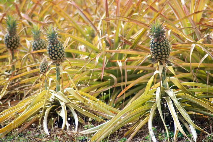 Exclusive Pineapple Paradise: Private Tour of Maui's Sweetest Farm!
