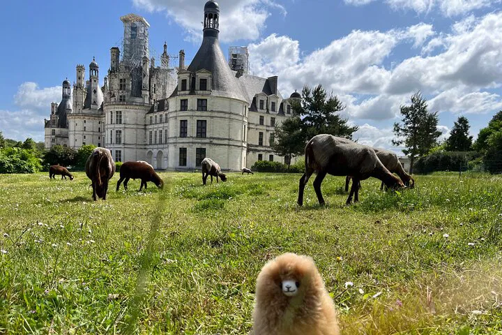Loire Valley Châteaux: A Royal Wine & Castle Private Tour