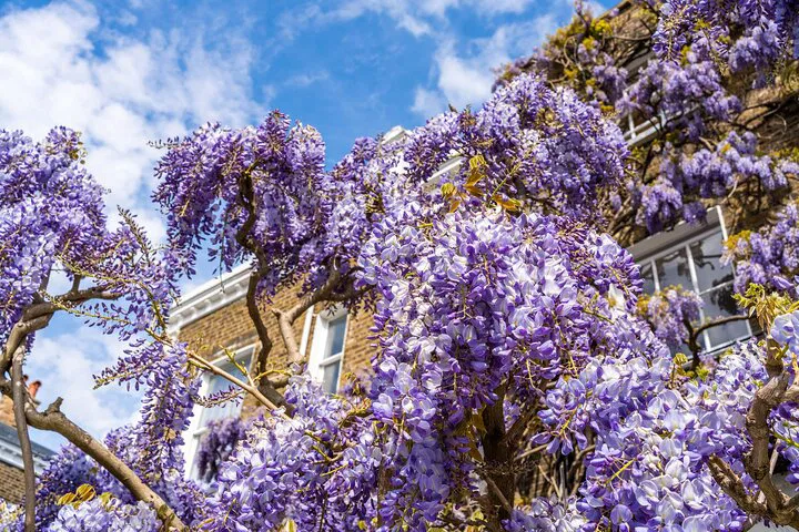 Uncover Kensington's Secrets: An Interactive Treasure Hunt Adventure!